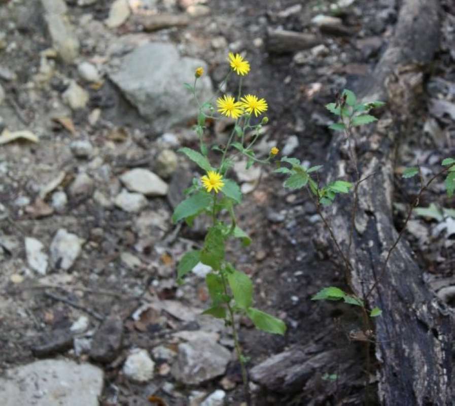 Silhouette<br>(Location of Picture: Nature Center, Tarrant Co, Tx, 2011)