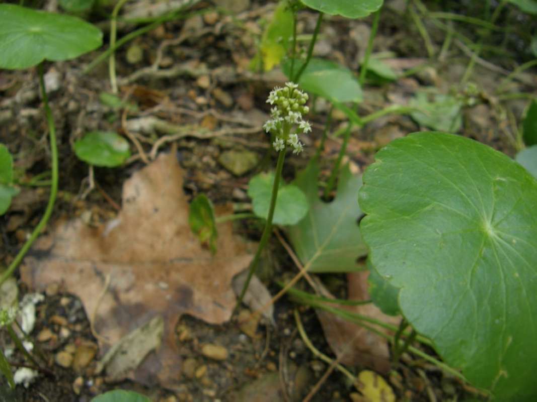 Flower Spike<br>(Location of Picture: Lockhart SP, Caldwell Co. Texas)