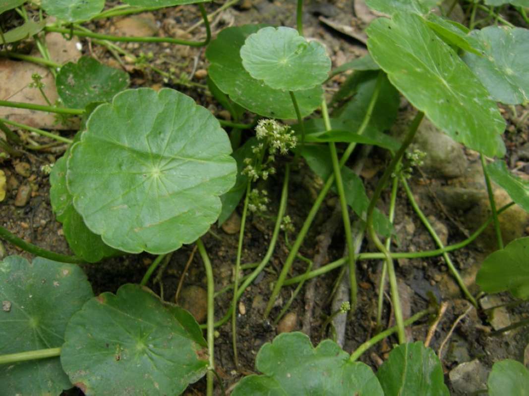 Top of Plnat in Bloom<br>(Location of Picture: Lockhart, Caldwell, Texas, 2011)