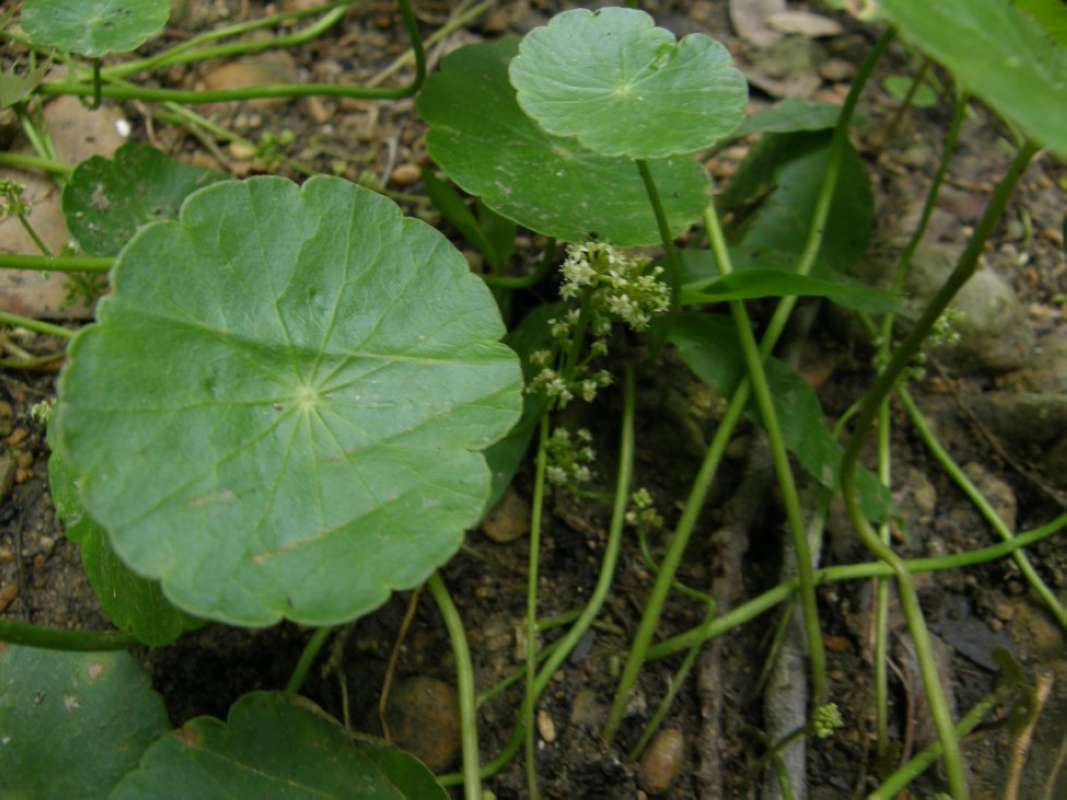 Leaf<br>(Location of Picture: Lockhart, Caldwell, Texas, 2011)