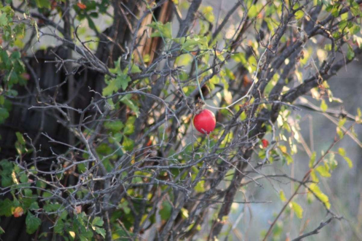 Fruit<br>(Location of Picture: Nature Center, Tarran Co, Texas, 11)