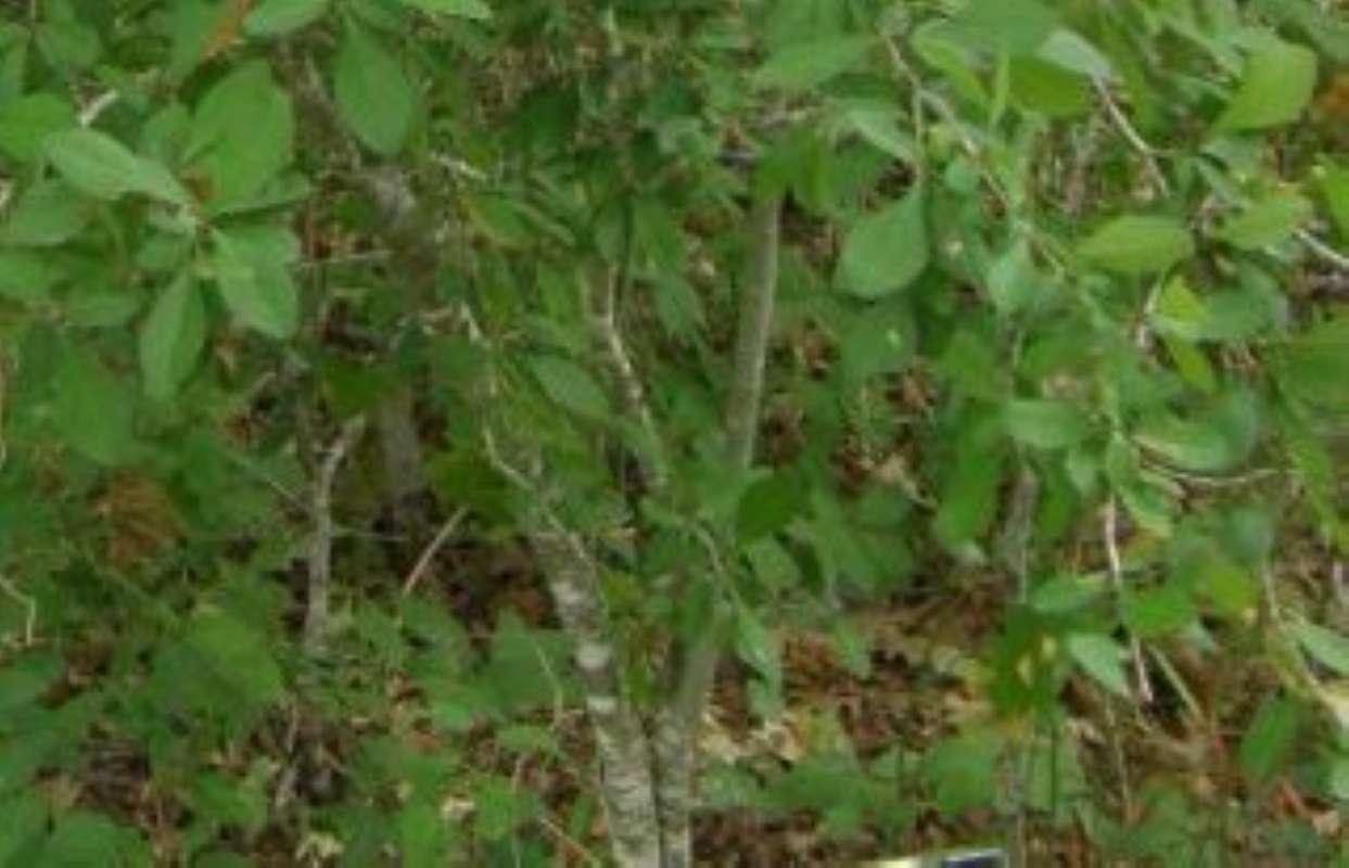 Bark<br>(Location of Picture: SP Lockhard, Caldwell Co, Texas, 11)