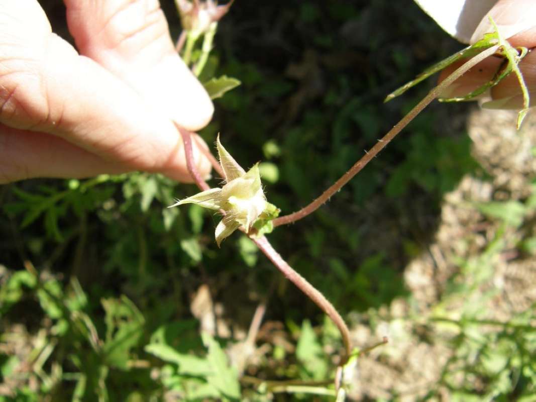 Pod<br>(Location of Picture: Aransas Wildlife Refuge, Texas, '11)