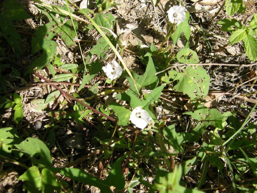 Habitat<br>(Location of Picture: Aransas Wildlife Refuge, Texas, '11)