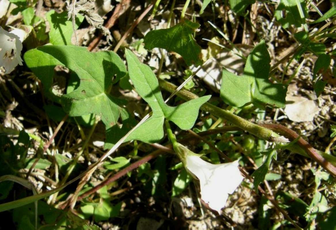 Leaf<br>(Location of Picture: Aransas Wildlife Refuge, Texas, '11)