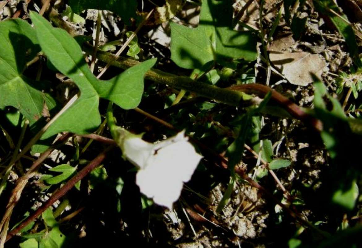 Flower - Angle View<br>(Location of Picture: Aransas Wildlife Refuge, Texas, '11)