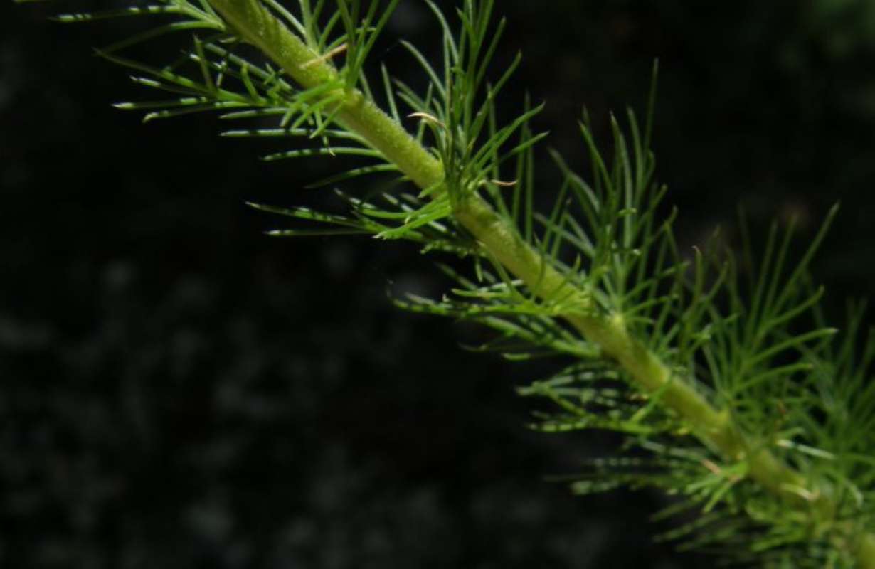 Leaves and Stem<br>(Location of Picture: Nature Center, Tarrant Co, Texas)