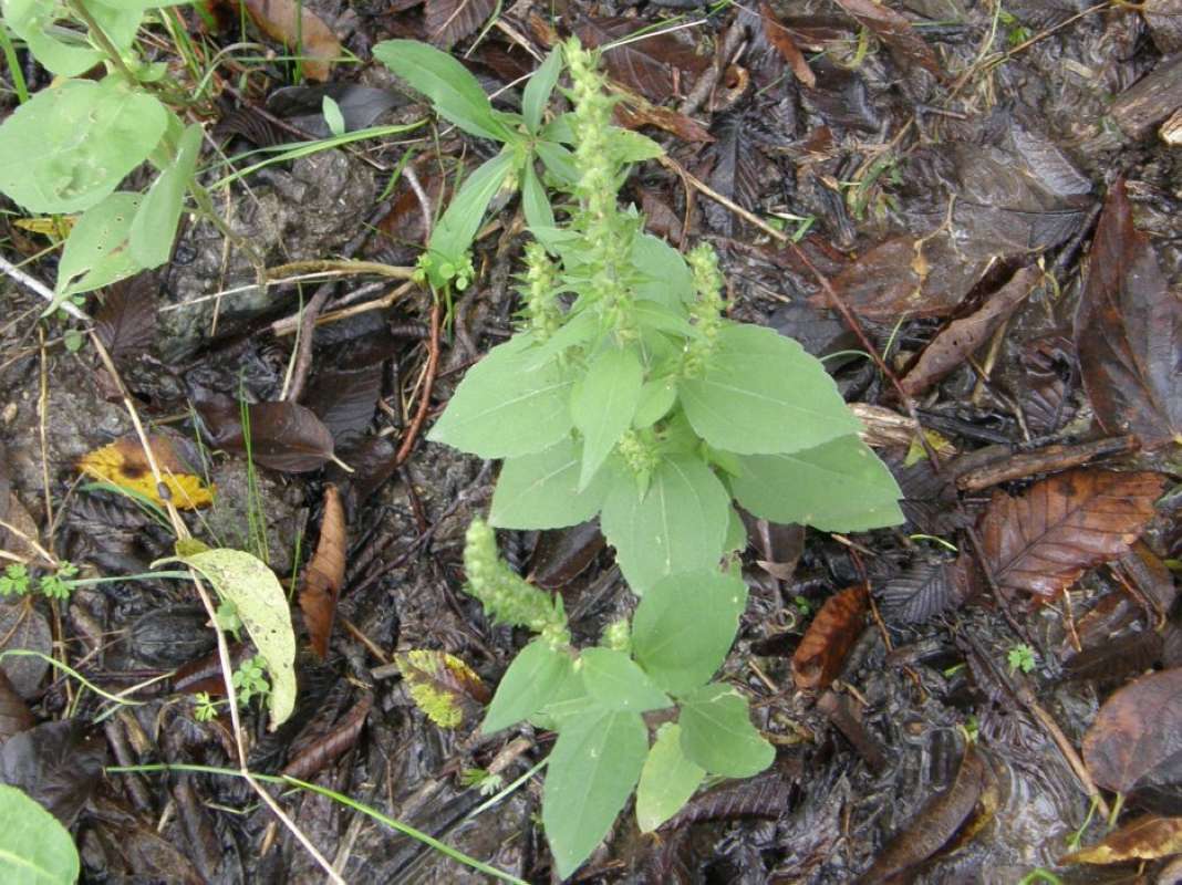 Silhouette<br>(Location of Picture: Goliad State Park, Texas, USA, 2011)