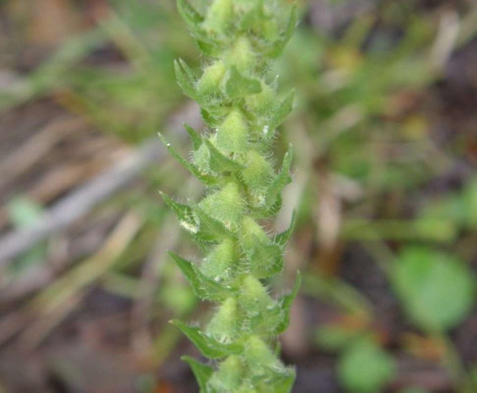 Spike<br>(Location of Picture: Goliad State Park, Texas, USA, 2011)