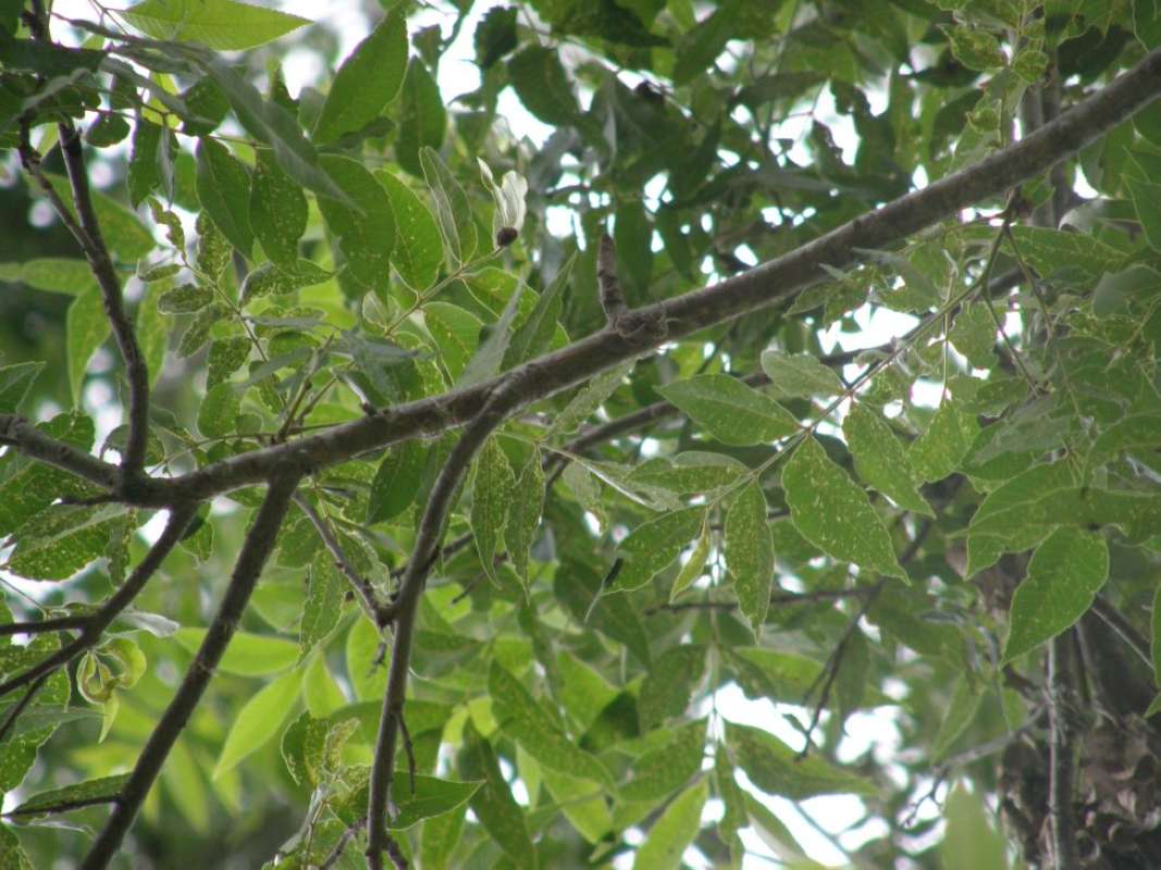 Branch<br>(Location of Picture: Lockhart State Park, Texas, 2011)