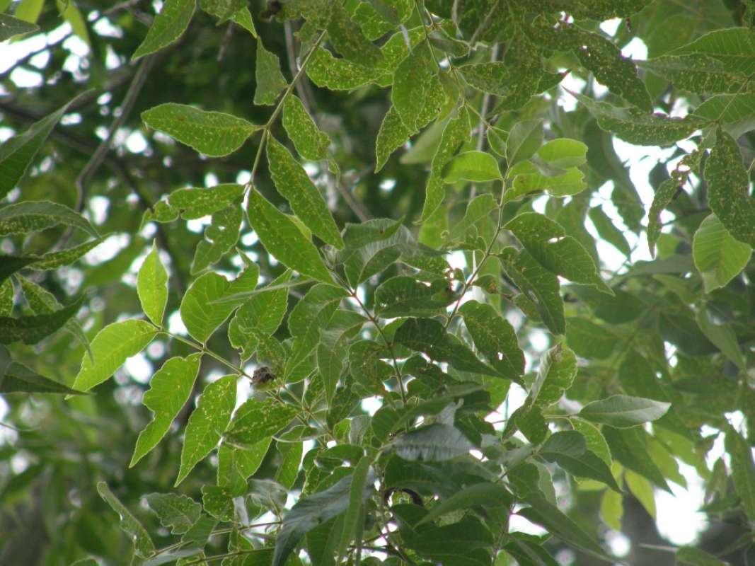 Leaves<br>(Location of Picture: Lockhart SP, Caldwell Co, Tx, 2011)