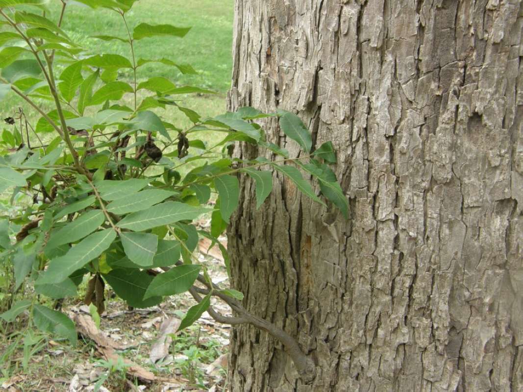 Bark<br>(Location of Picture: Lockhart SP, Caldwell Co, Tx, 2011)