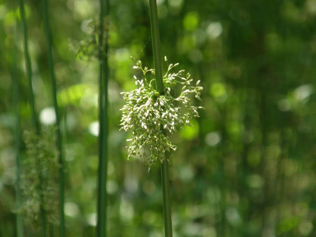 Top Of Plant<br>(Location of Picture: Green Lake, Washington, USA)<br>(Location of Picture: Sweden, Europe)<br>(Location of Picture: Athens, Herderson Co, Texas, 2011)
