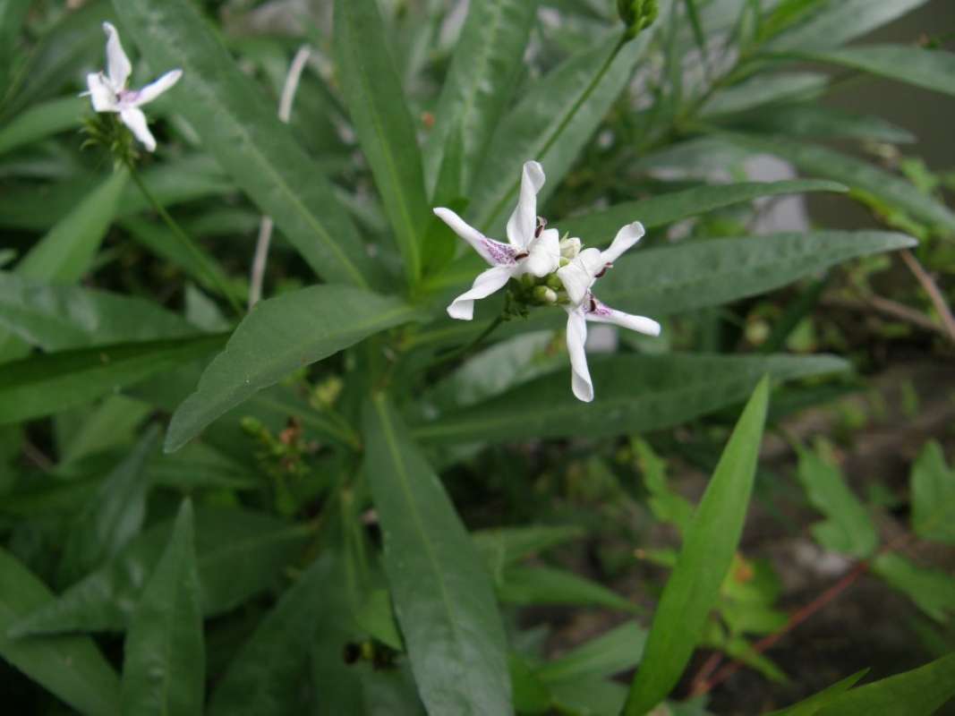 Flowers - Front View<br>(Location of Picture: Lockhart SP, Caldwell Co, Texas, 11)