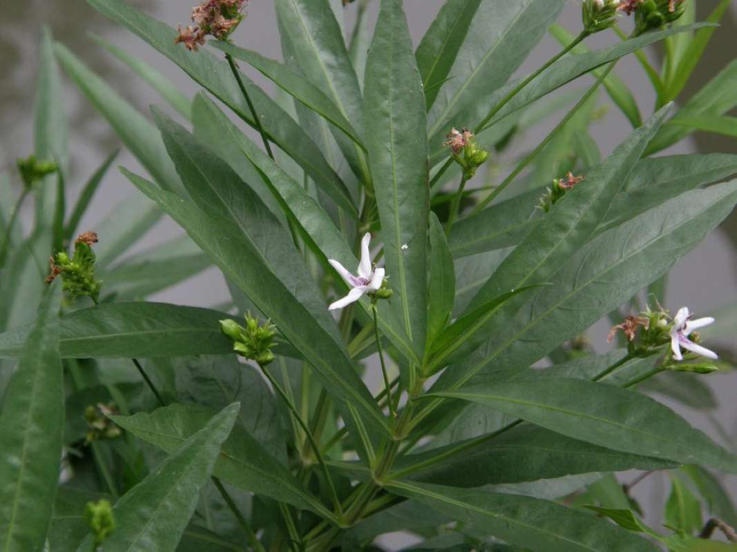 Top of Plant in Bloom<br>(Location of Picture: Lockhart State Park, Texas, 2011)