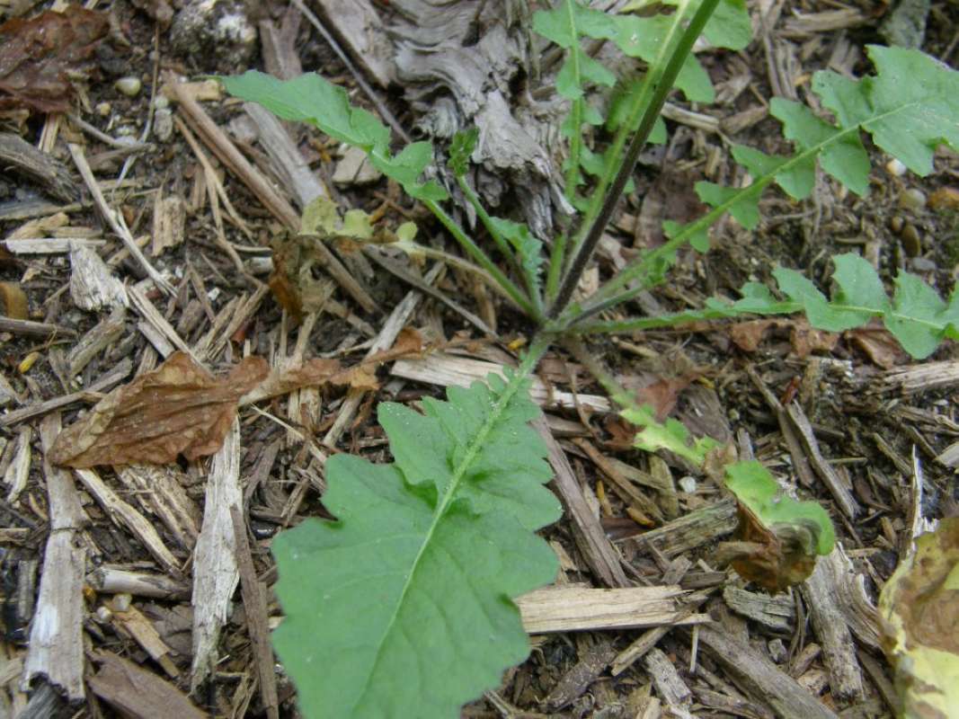 Basal Leaves<br>(Location of Picture: Athens, Henderson Co, Texas, 2011)
