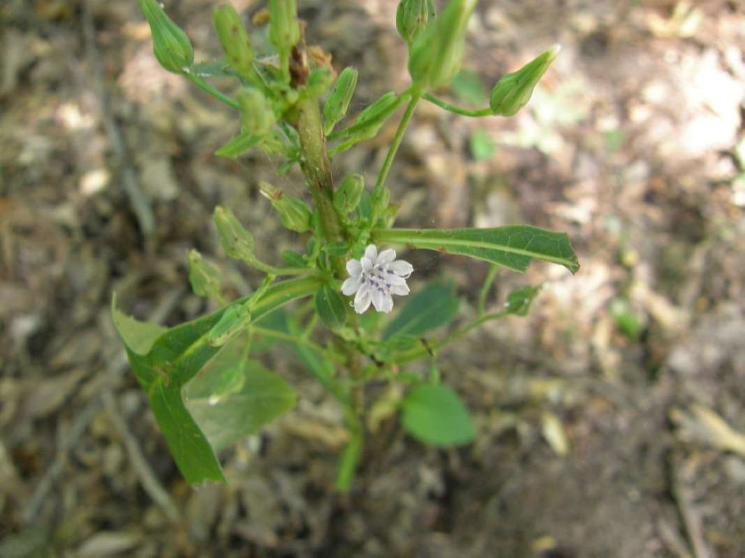 Top of Plant in Bloom<br>(Location of Picture: Lake Tawakoni, Hunt Co, Texas, 2011)