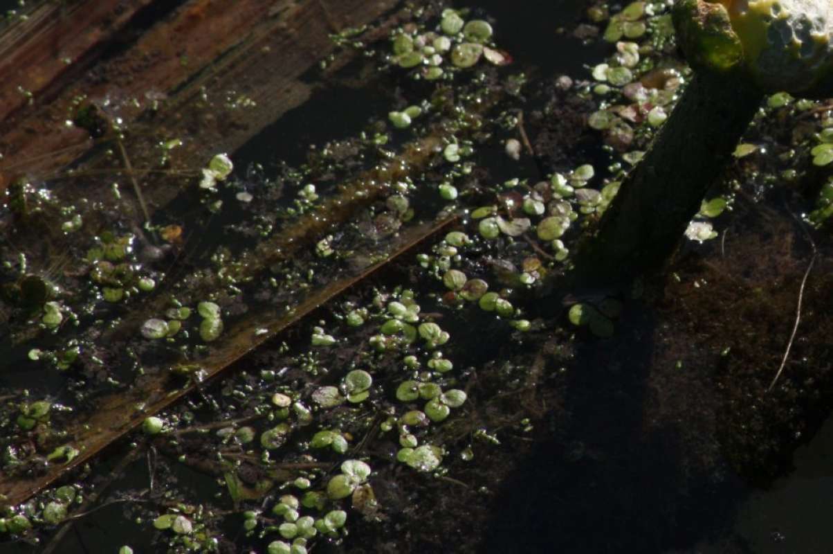 Close View<br>(Location of Picture: San Marcos, South Central Texas, 11)