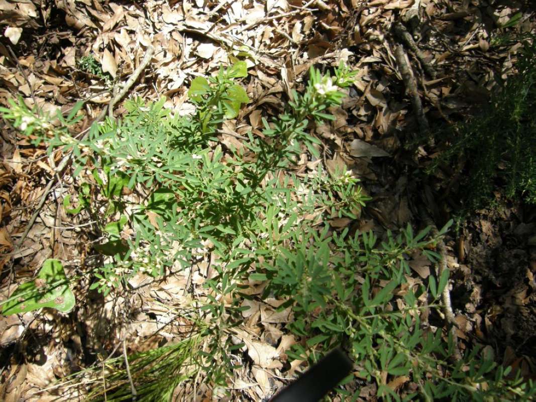 Silhouette<br>(Location of Picture: Nature Center, Tarrant Co, Texas)