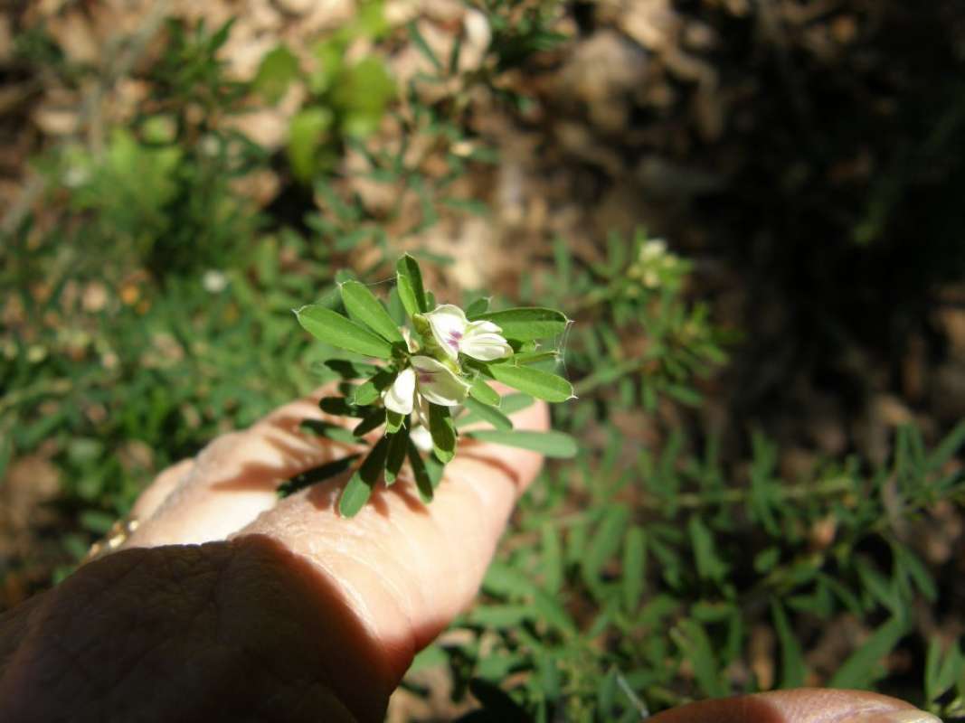 To;p of Plant in Bloom<br>(Location of Picture: NC, Tarrant County, Texas, 2011)