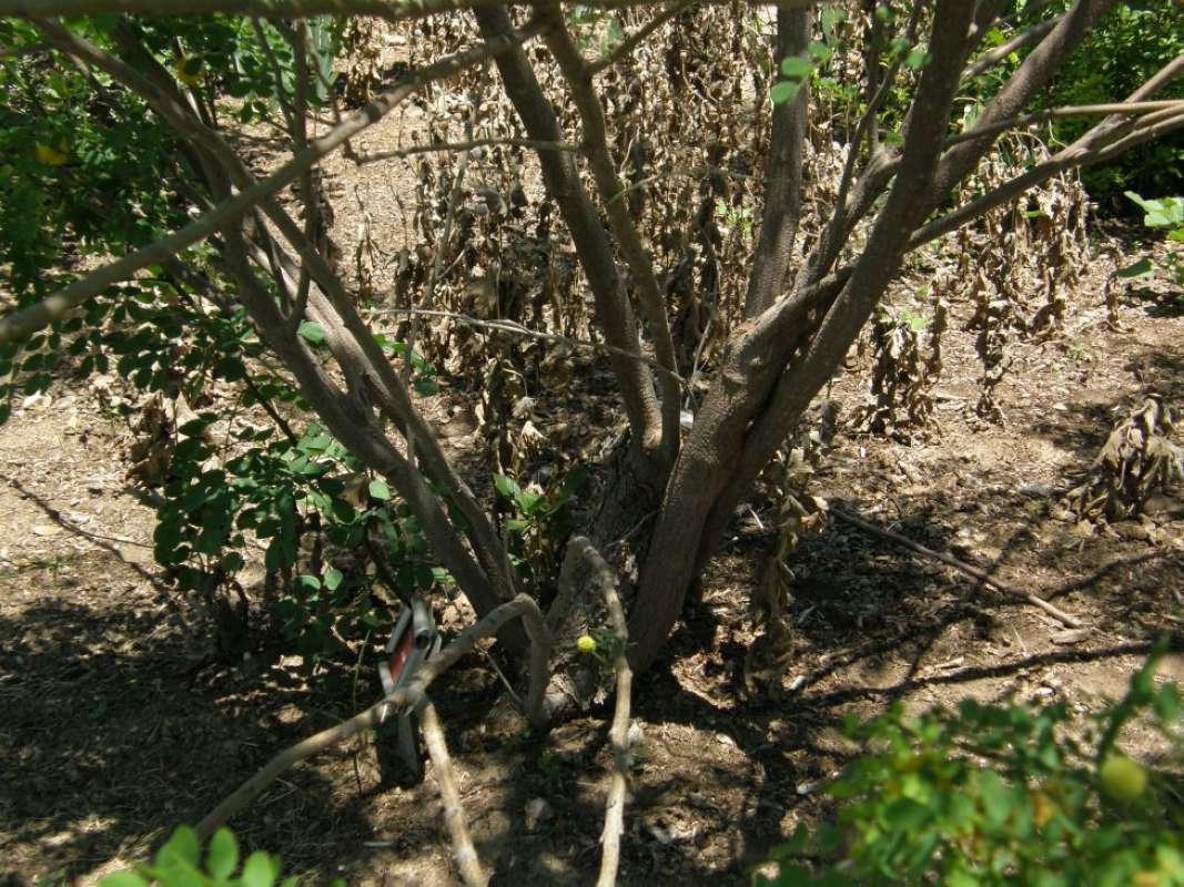 Trunks<br>(Location of Picture: Clark's Garden, Parker Co, Texas)