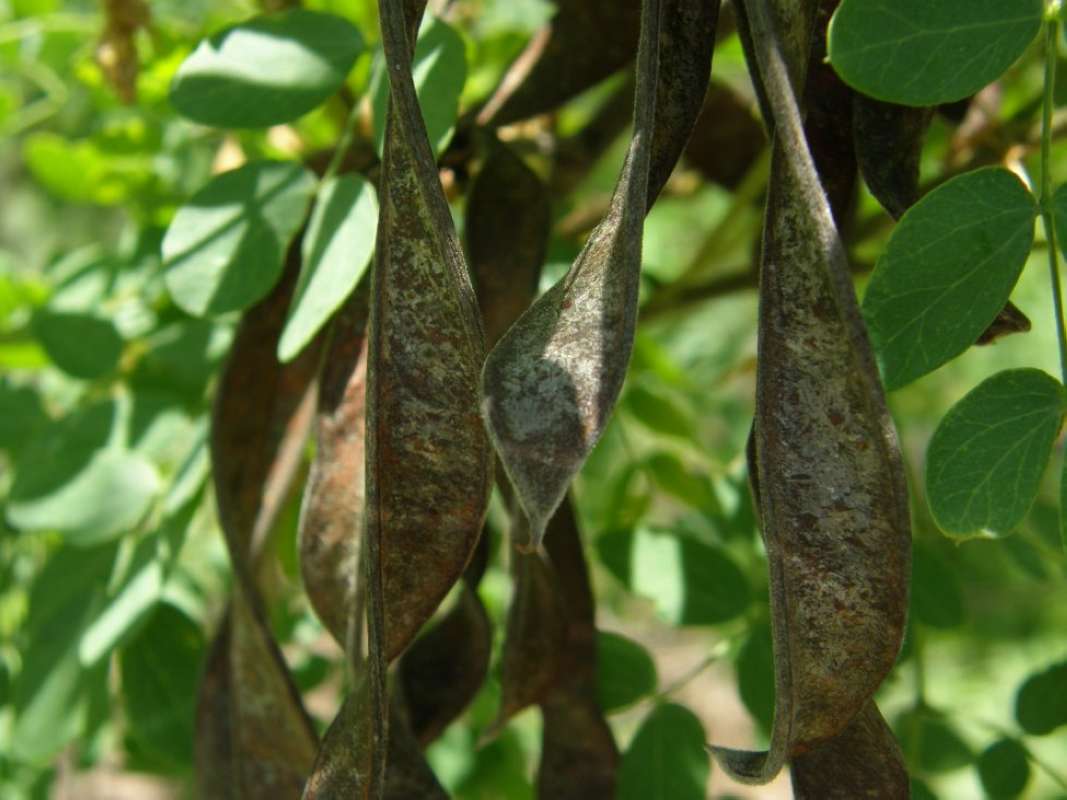 Pods<br>(Location of Picture: Clark's Garden, Texas, USA, 2011)