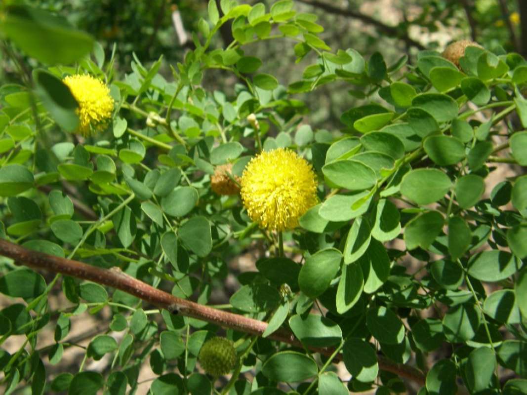 Leaves<br>(Location of Picture: Clark's Garden, Texas, USA, 2011)