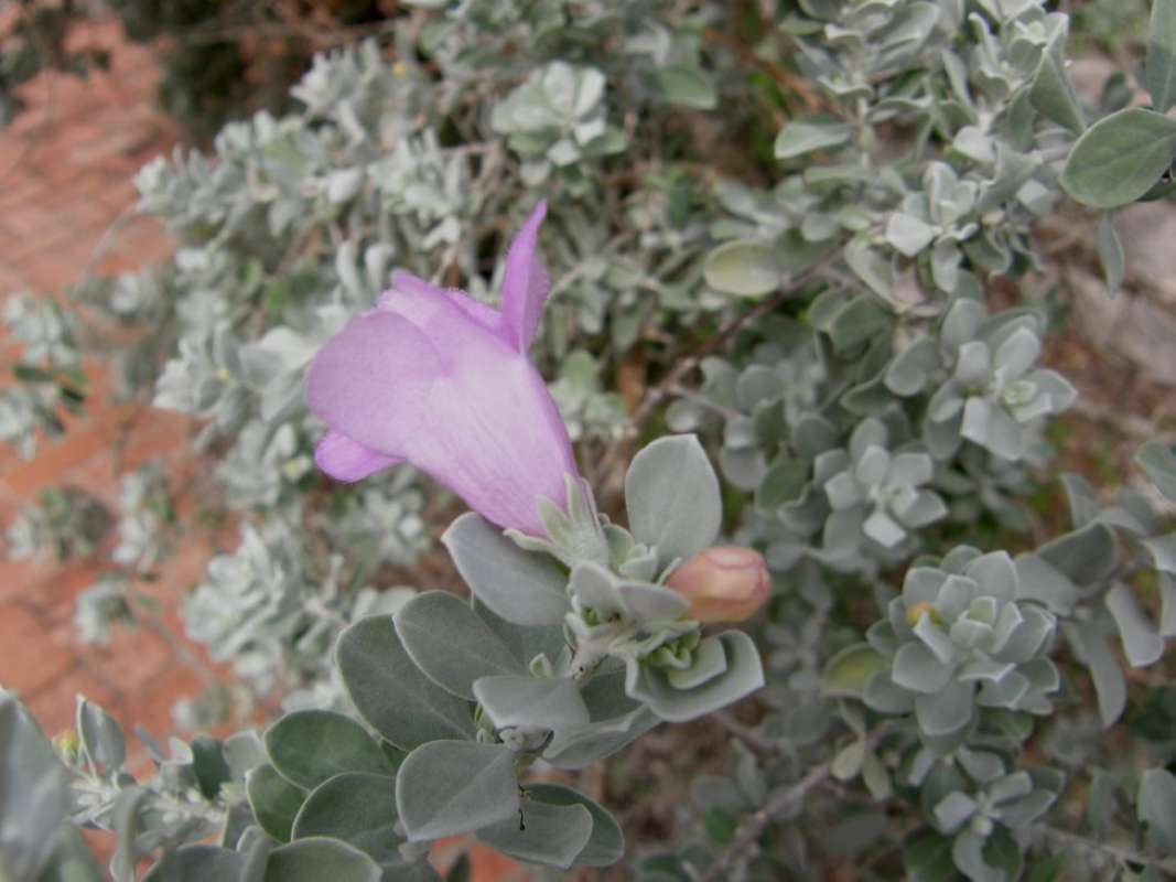 Flower - Side View<br>(Location of Picture: Corpus Christi SP, Texas, USA, 2011)