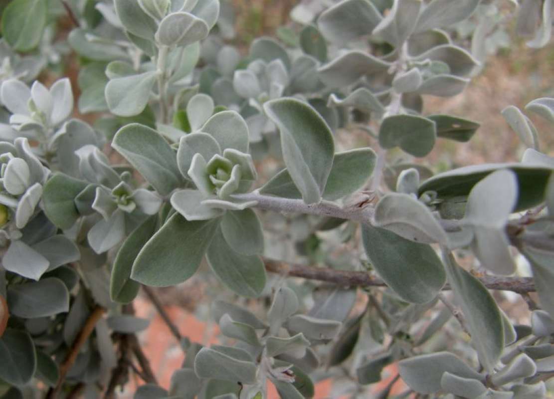 Leaves<br>(Location of Picture: Corpus Christi SP, Texas, USA, 2011)