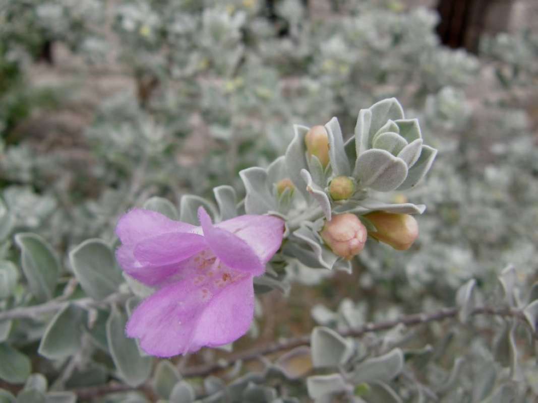 Top of Plant in Bloom<br>(Location of Picture: Corpus Christi SP, Texas, USA, 2011)