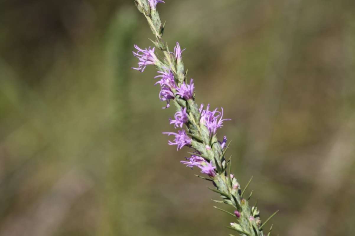Flowers - Close View<br>(Location of Picture: Tarrant County, Texas, 2011)