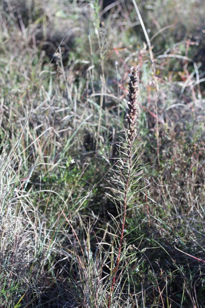Silhouette - Fall<br>(Location of Picture: LBJ Grasslands, Wise Co, Texas, '11)
