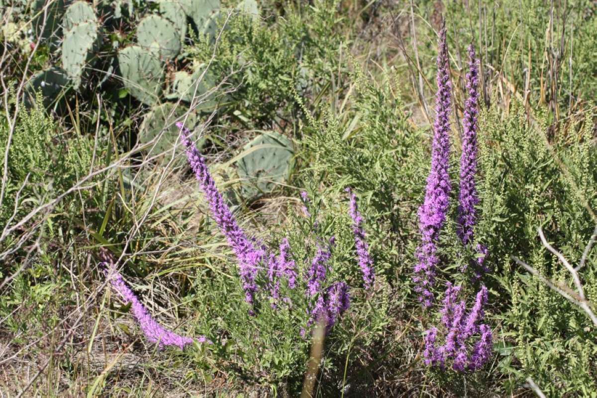 Habitat<br>(Location of Picture: Nature Center, Tarrant Co, Texas)