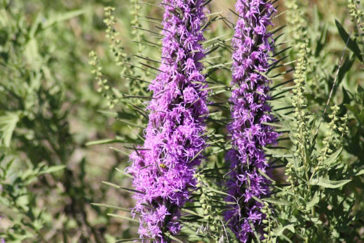 Flowers - Closer View<br>(Location of Picture: NC, Tarrant Co, Texas, 2011)