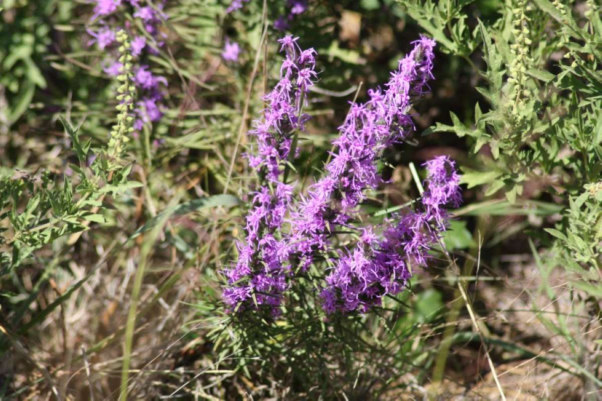 Top of Plant in Bloom<br>(Location of Picture: NC, Tarrant Co, Texas, 2011)