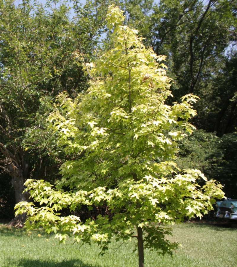 Silhouette - Young Tree<br>(Location of Picture: Lakeside - Tarrant Co, Texas, 2011)