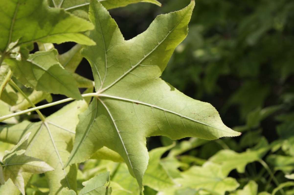 Leaf - Underside<br>(Location of Picture: Lakeside - Tarrant Co, Texas, 2011)