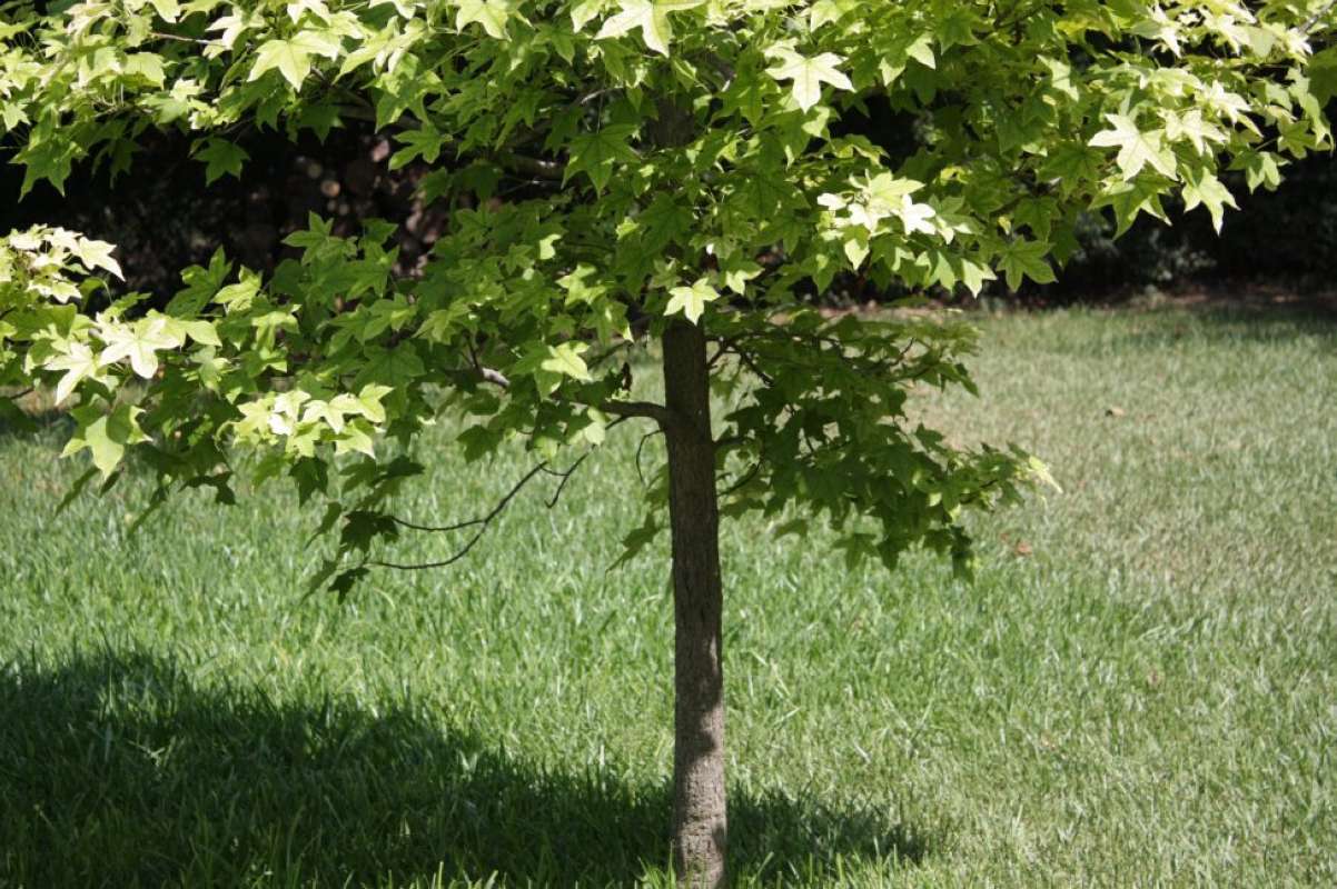 Bark - Young Tree<br>(Location of Picture: Lakeside - Tarrant Co, Texas, 2011)
