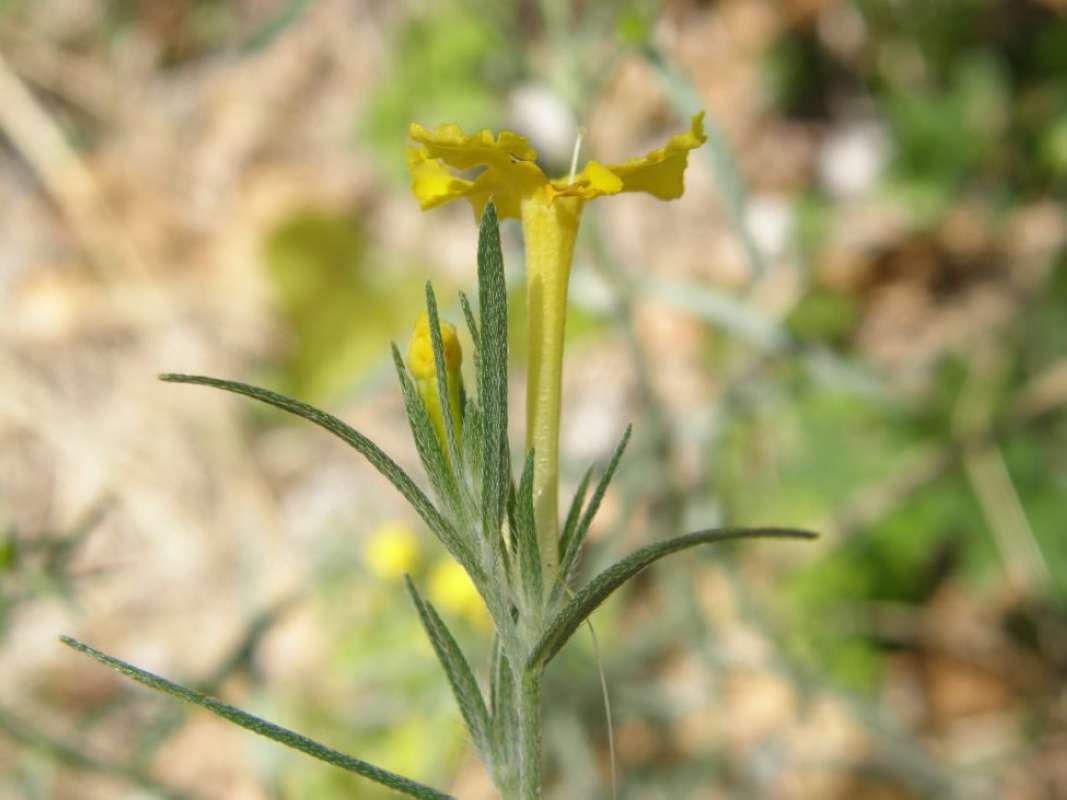 Flower - Side View<br>(Location of Picture: Eastern Texas, USA, 2011)