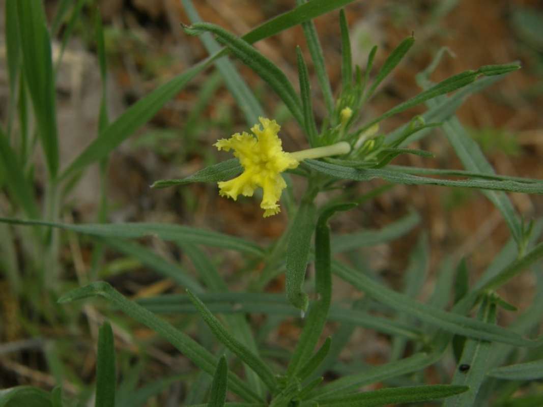 Top of Plant in Blooom<br>(Location of Picture: Eastern Texas, USA, 2011)