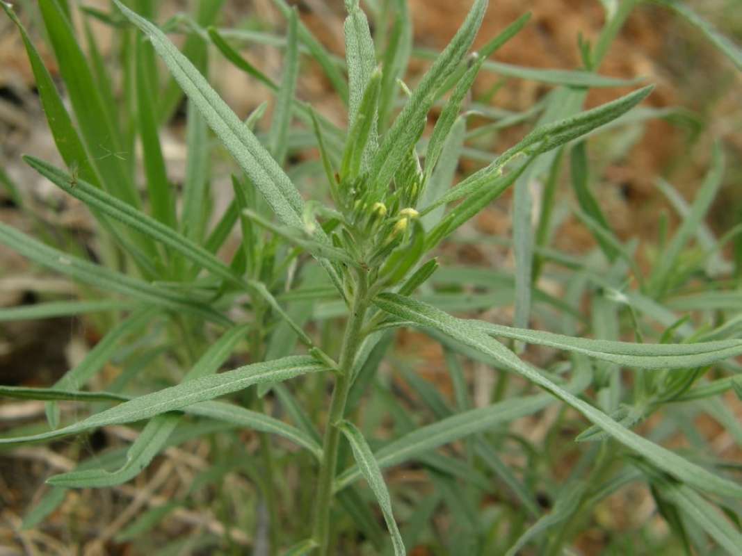 Leaves<br>(Location of Picture: Eastern Texas, USA, 2011)