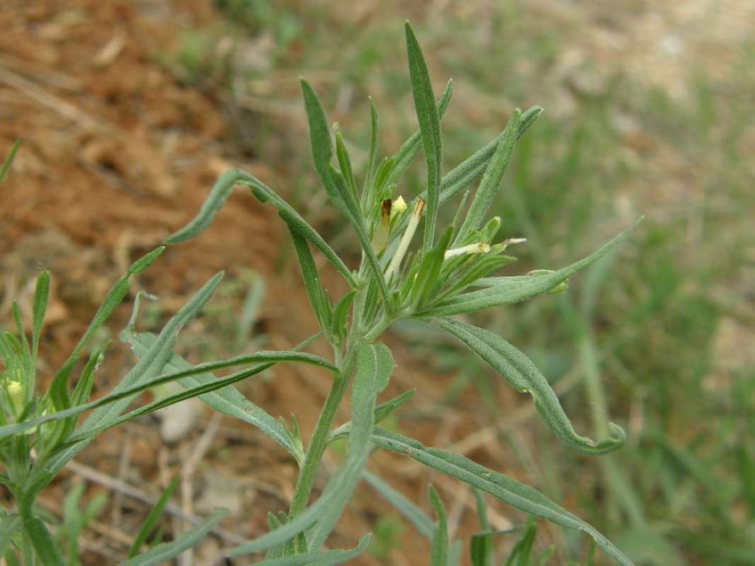 Stem<br>(Location of Picture: Eastern Texas, USA, 2011)