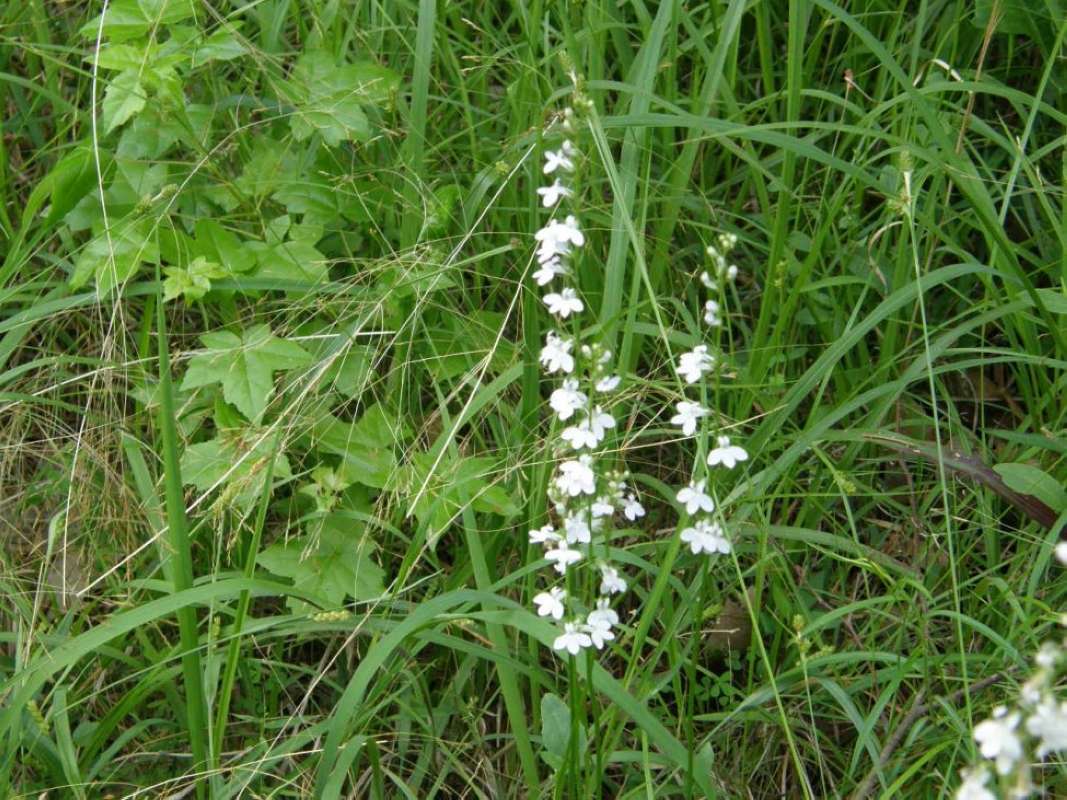 Habitat<br>(Location of Picture: Lake Bob Sandin, Texas, USA, 2011)