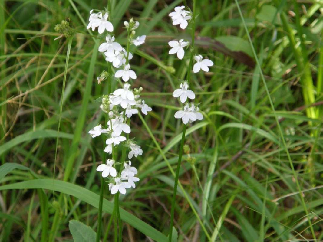 Top of Plant in Bloom<br>(Location of Picture: Lake Bob Sandin, Texas, USA, 2011)