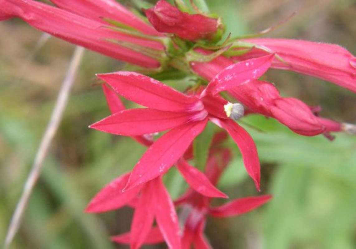 Flower - Front View<br>(Location of Picture: Bear Creek, Parker Co, Texas, 2011)