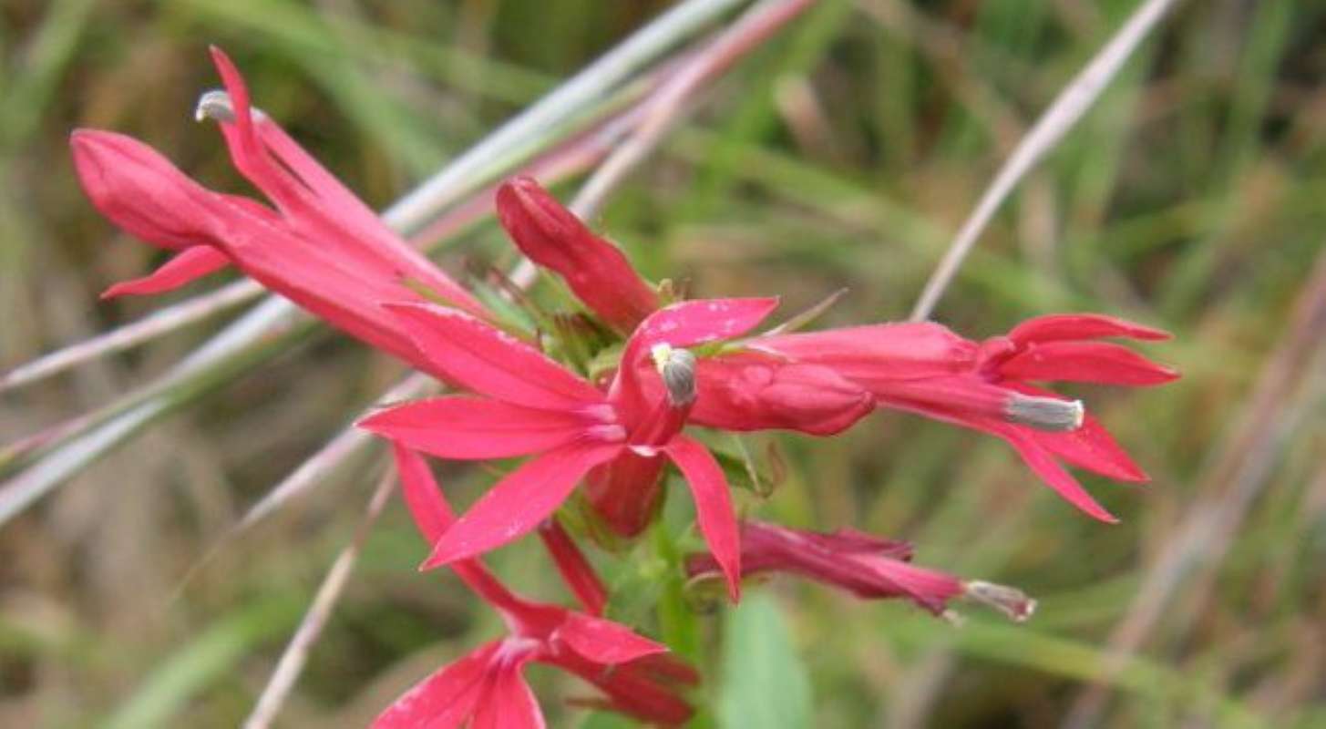 Flower - Side View<br>(Location of Picture: Bear Creek, Parker Co, Texas, 2011)