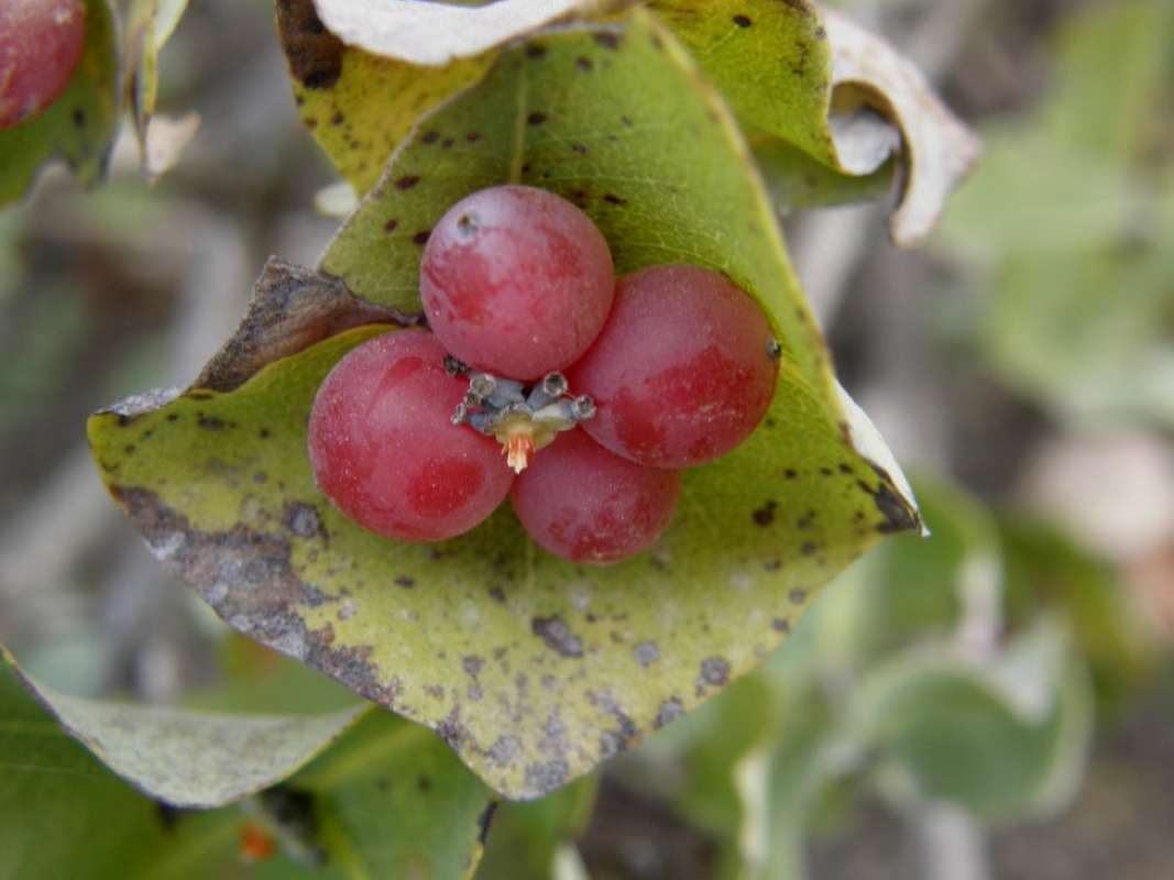 Fruit<br>(Location of Picture: Back Road, Parker Co, Texas, 2011)