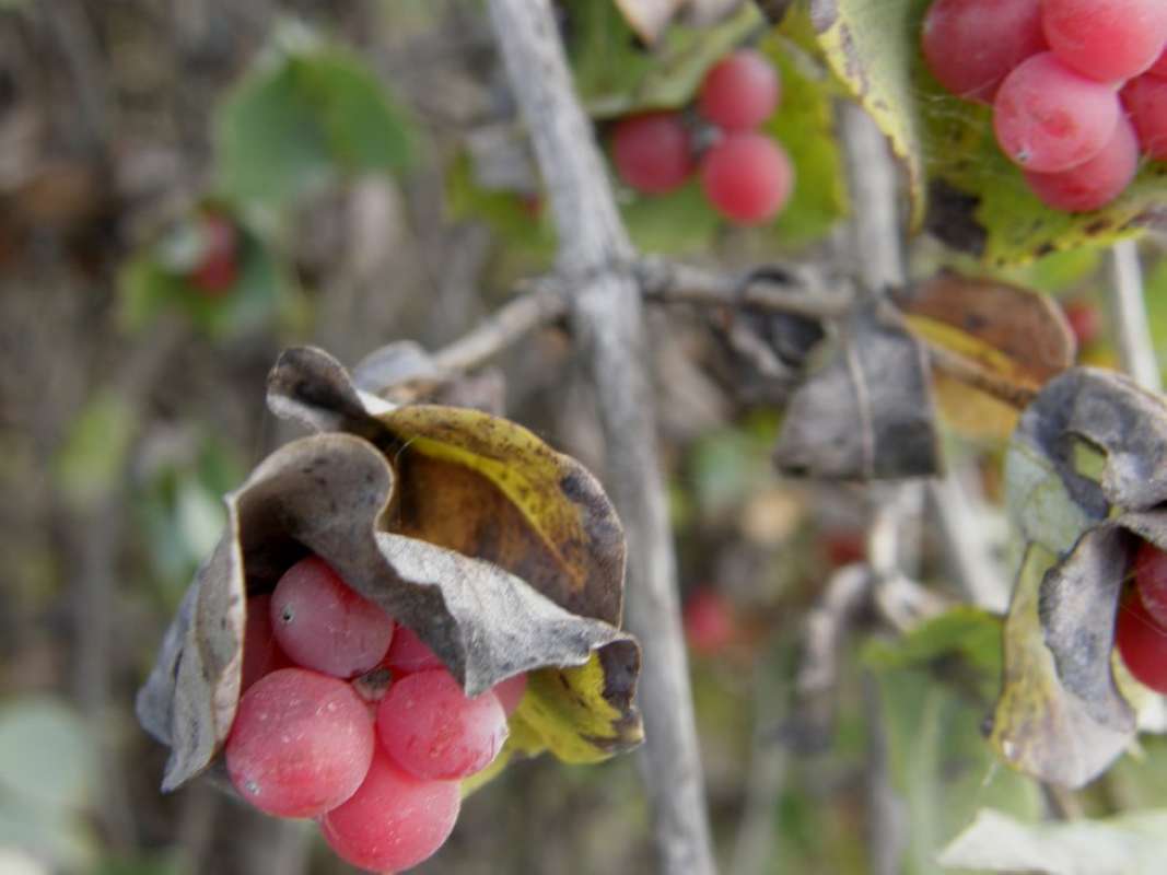 Fruits - Alternate View<br>(Location of Picture: Back Road, Parker Co, Texas, 2011)
