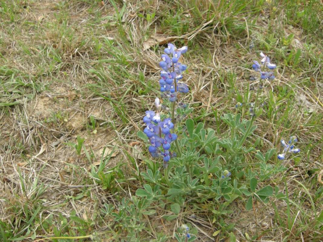 Habitat<br>(Location of Picture: Goliad or  Cherokee County, Texas)