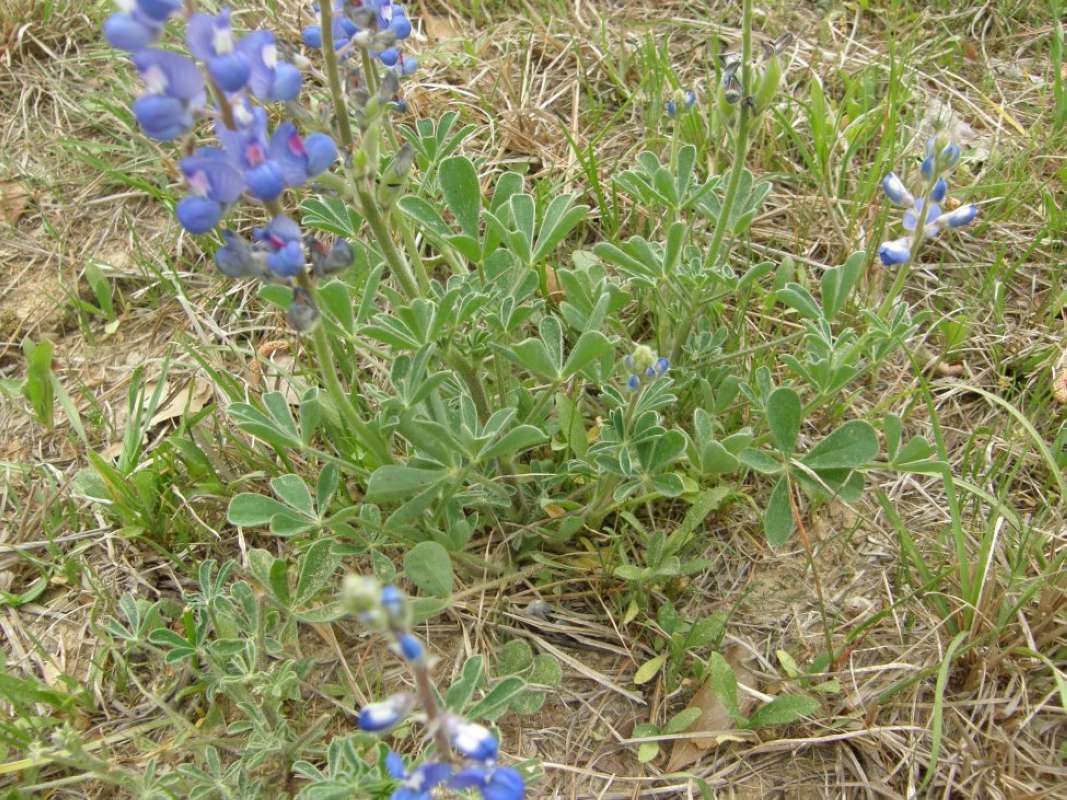 Basal Leaves<br>(Location of Picture: Goliad or  Cherokee County, Texas)